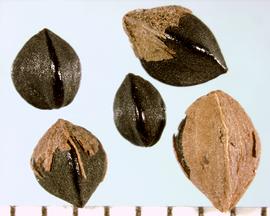   Fruits:   Fallopia convolvulus , achenes, some with persistent perianth; Photo by R. Young, USDA APHIS PPQ, imageID.idtools.org
